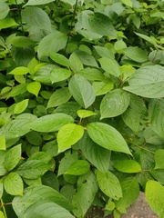 Cornus alba