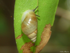 Bulimulus