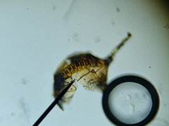 Polypodium interjectum