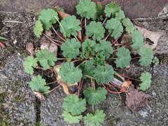 Geranium rotundifolium