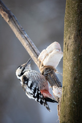 Dendrocopos leucotos