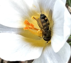 Epistrophella emarginata