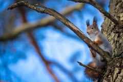 Sciurus vulgaris