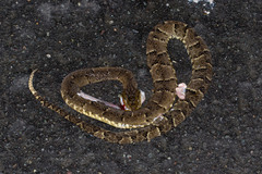 Bothrops osbornei