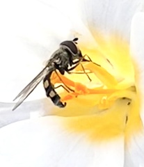 Epistrophella emarginata