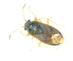 Stygnocoris