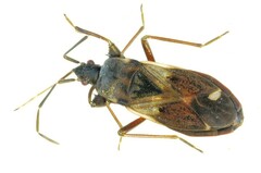 Eremocoris