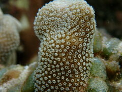 Porites annae