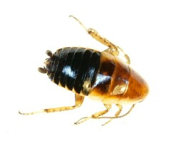 Loboptera