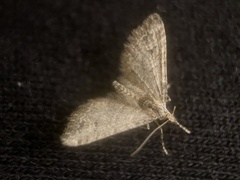 Gymnoscelis rufifasciata