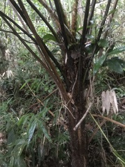 Cyathea corcovadensis