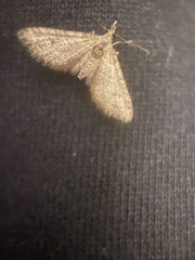 Gymnoscelis rufifasciata