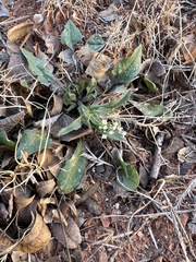 Capsella bursa-pastoris