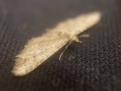Gymnoscelis rufifasciata