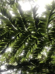 Cyathea corcovadensis