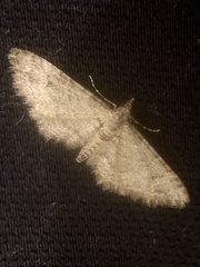 Gymnoscelis rufifasciata