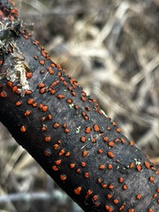 Amphilogia gyrosa