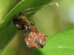 Araneus venatrix
