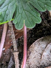 Geranium rotundifolium