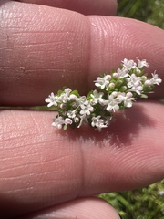 Valerianella radiata