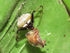 Araneus venatrix