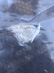 Theclinesthes miskini