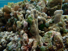 Porites annae