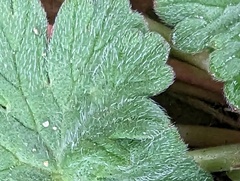 Geranium rotundifolium