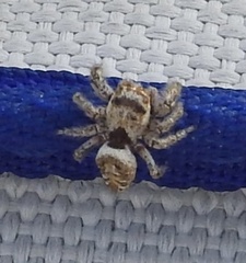 Metaphidippus chera
