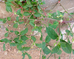 Alternanthera ficoidea