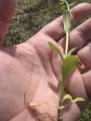 Valerianella radiata