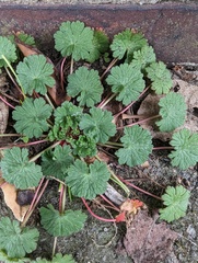 Geranium rotundifolium