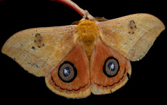 Automeris jucunda