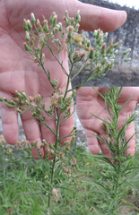Erigeron bonariensis