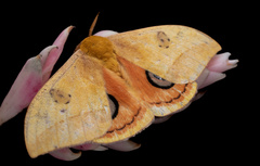 Automeris jucunda