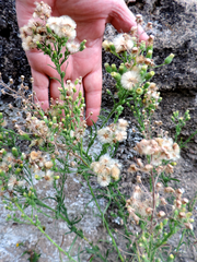 Erigeron bonariensis