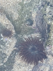 Actinia equina