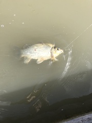 Carassius auratus