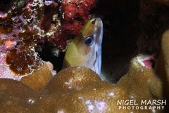 Gymnothorax rueppelliae