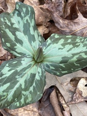 Trillium cuneatum