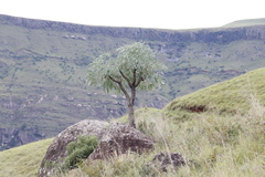 Cussonia
