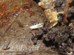 Scutigerellidae