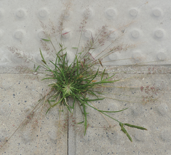 Eragrostis amabilis