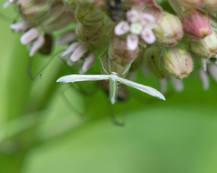 Hellinsia homodactylus