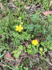 Ranunculus fascicularis