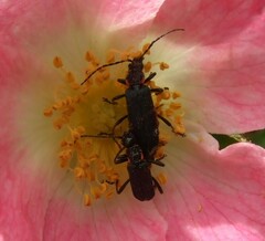 Chauliognathus magellanicus