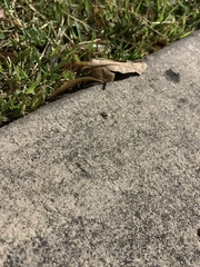 Tropidosteptes quercicola