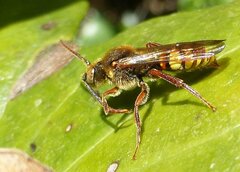 Nomada ruficornis