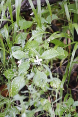 Impatiens hochstetteri
