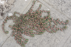Euphorbia thymifolia